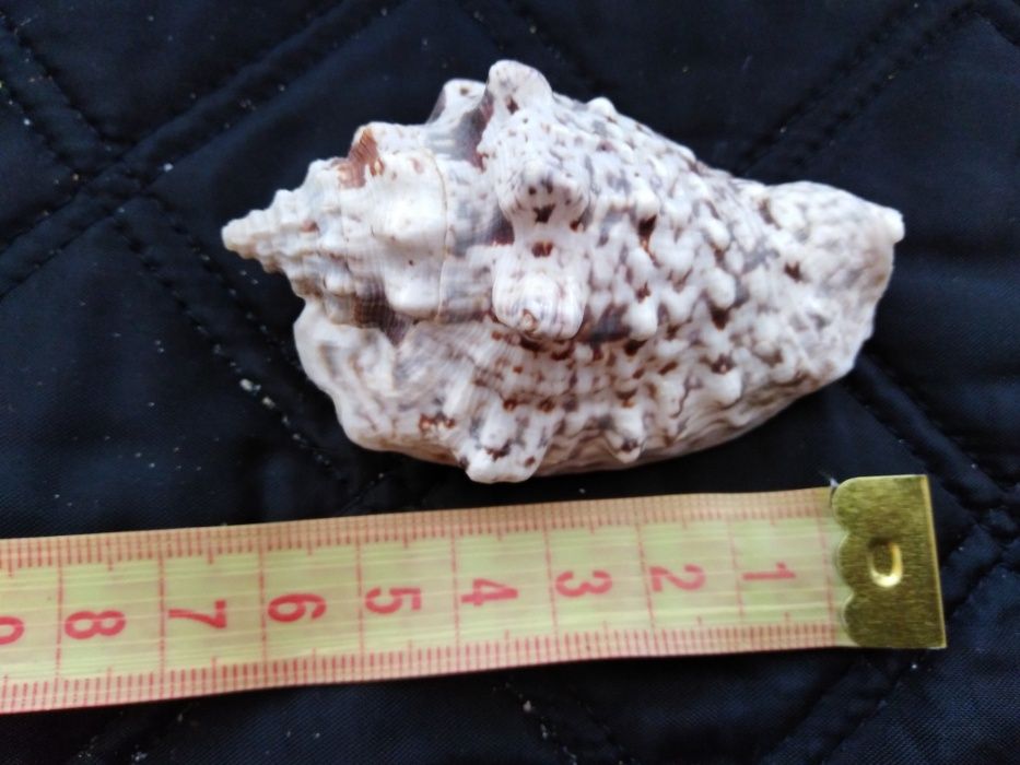 Ракушки океанические,морские