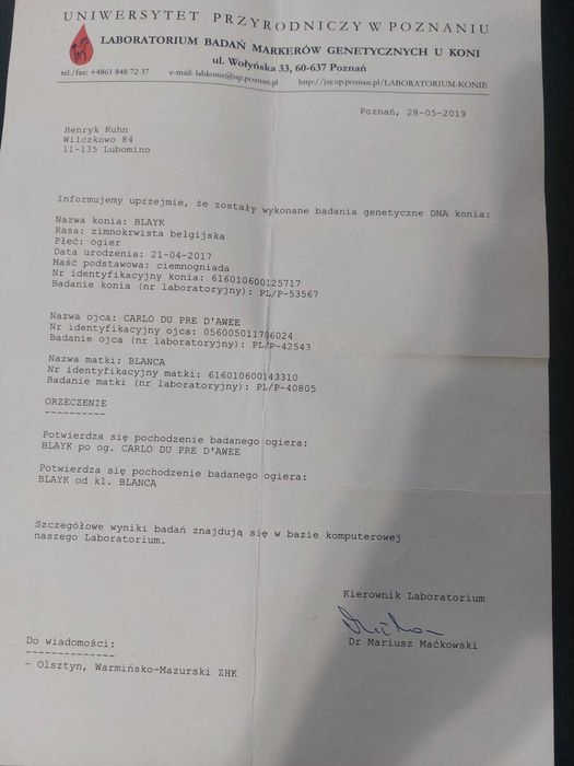 Sprzedam ogiera zimnokrwistego