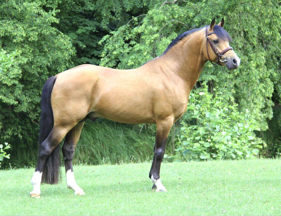 Zloty Attila  kuc DRP 145 cm Stanowka