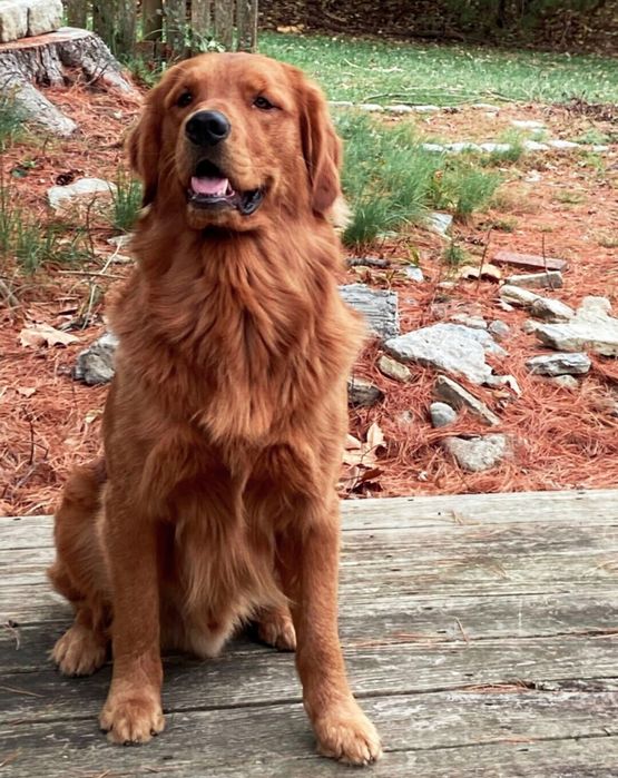 Golden retriever chłopczyk