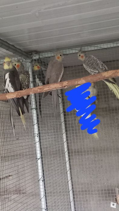 Vendo várias caturras