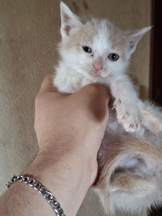 Gatinho para adoção