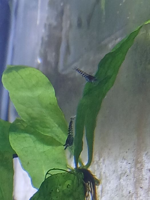 Krewetki carbon blue rilli neocaridina