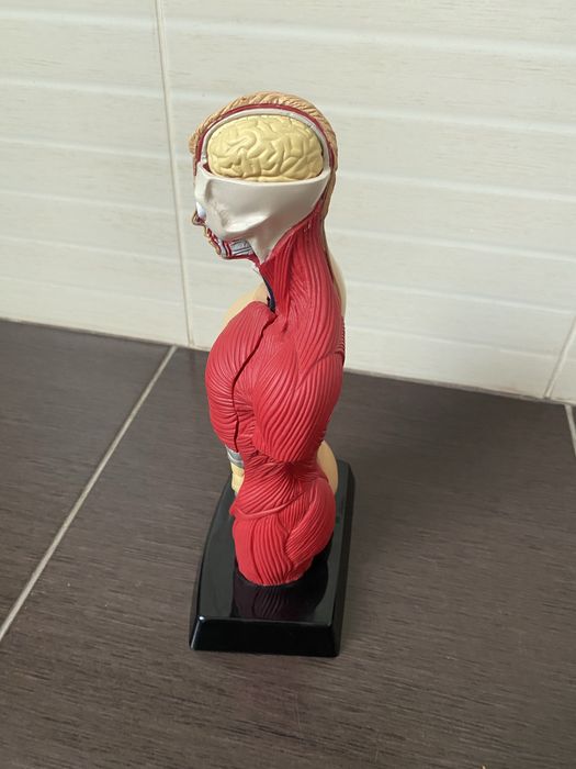 Торс  анатомии человеческого тела Humbrol Model Kit England