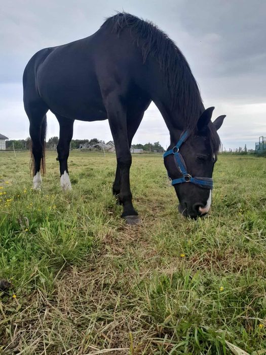 Piękna klacz na sprzedaż