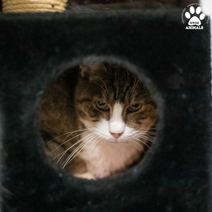 Kochany kocur Jarek do adopcji