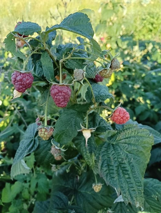 Maliny ekologiczne