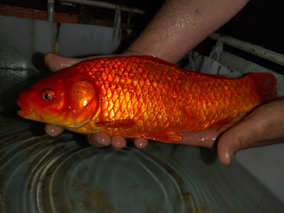 Peixes vermelhos XXL para lagos