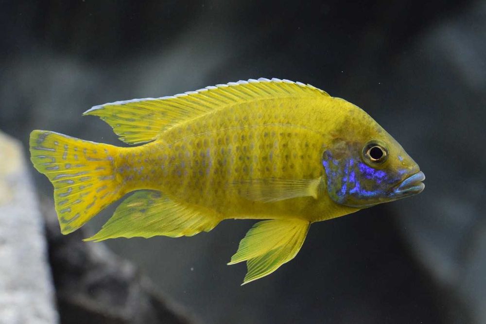 GB MALAWI Pyszczak Aulonocara Baenschi Benga - dowóz ryb!