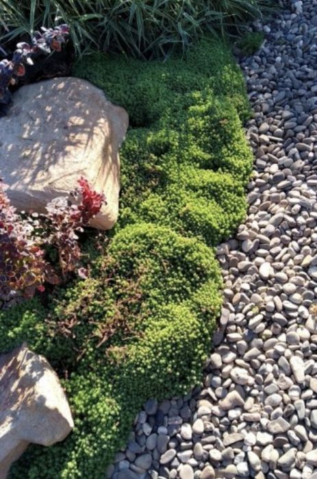 Очіток почвопокривний 10 грн кущ