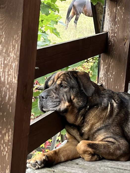 Suczka podobna do Shar pei szuka domu