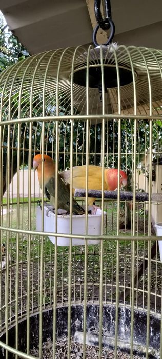 Rosicóllis fêmeas c Gaiola