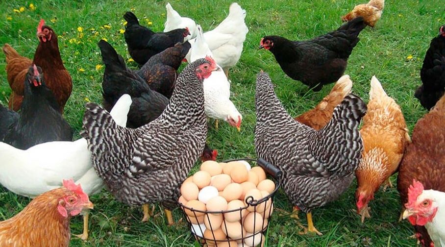 Інкубаційні яйця