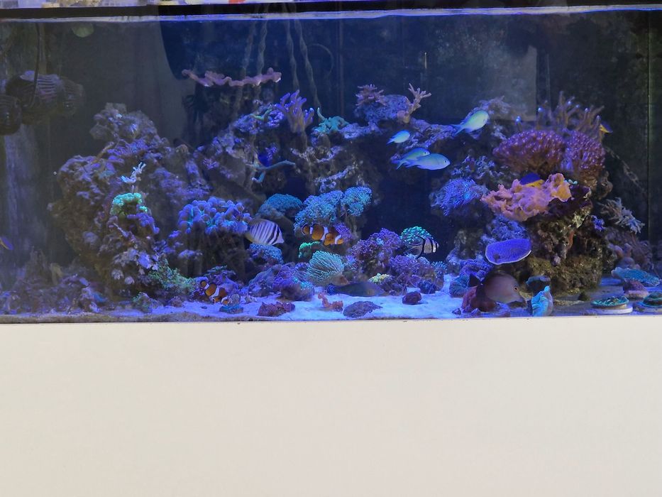 Aquário Agua Salgada Reef