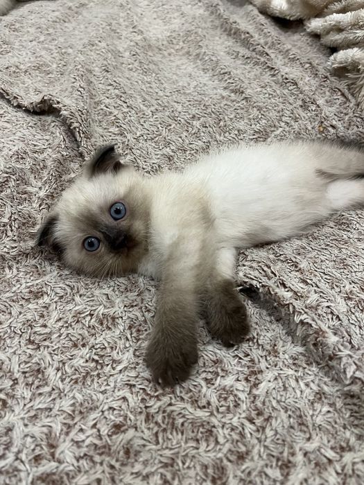 Котик британець висловухий