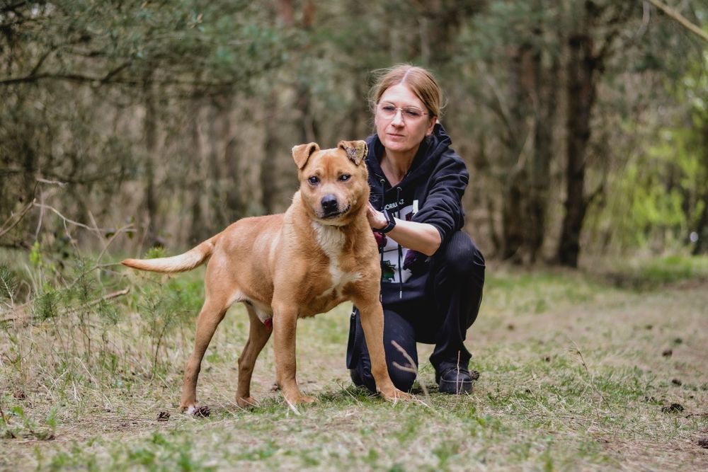 Spokojny pies w typie pitbulla szuka odpowiedzialnego domu
