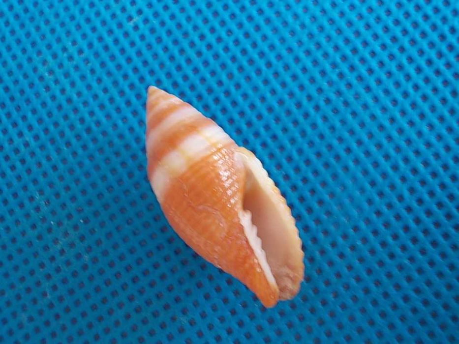 Muszle morskie- Mitra aurantia