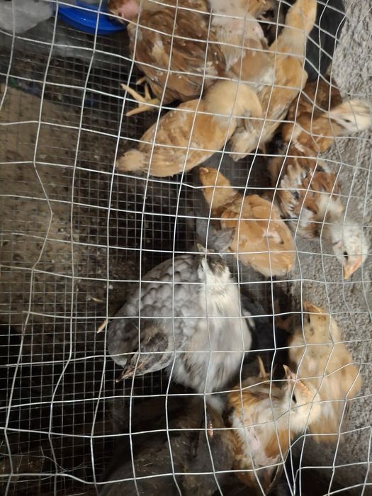 Продажа полутора месячных цыплят Домината