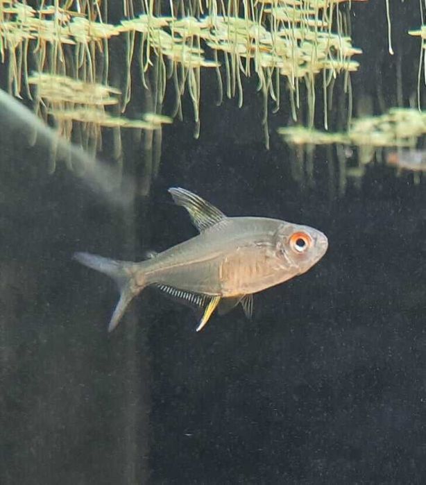 Bystrzyk cytrynowy Ketrab