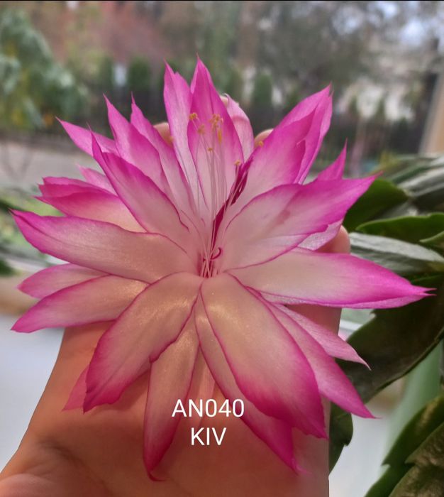 Шлюмбергера AN040