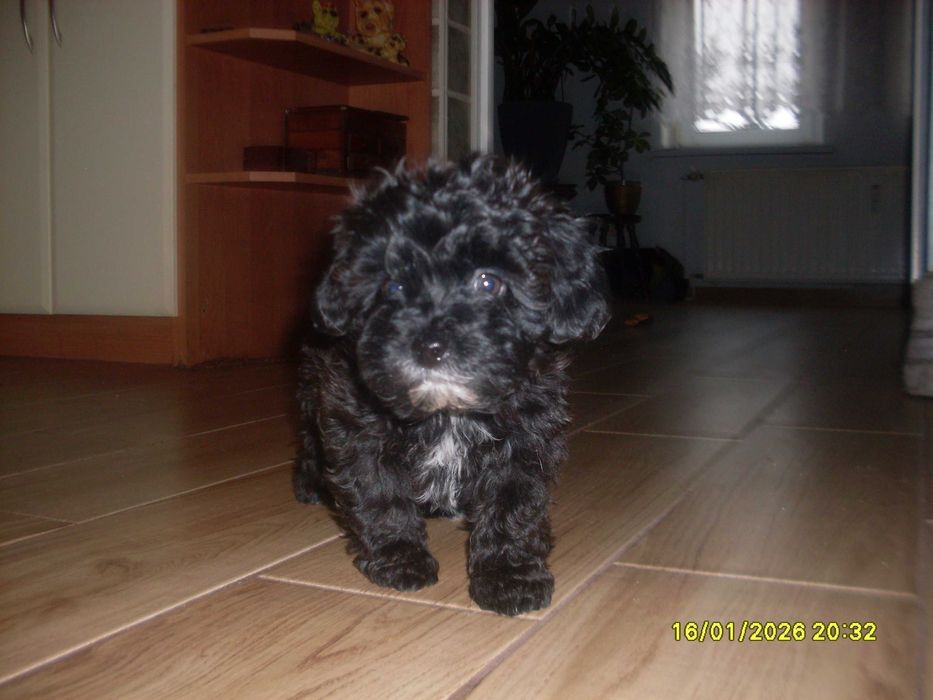 Maltipoo- suczka z rodowodem