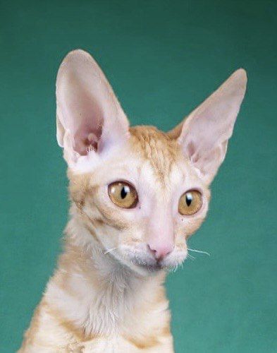 Кошечка Корніш-рекс Корниш-рекс