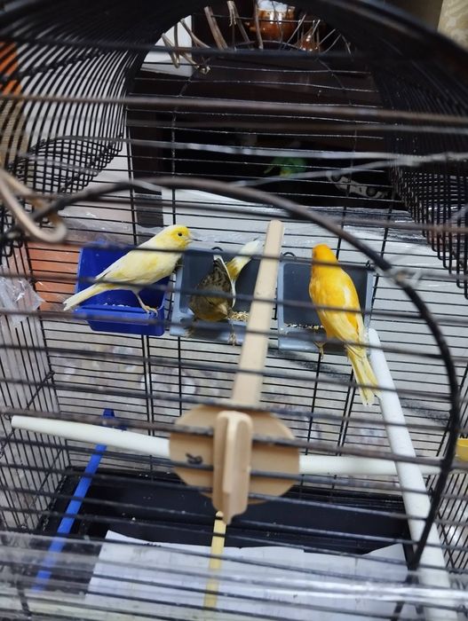 Канарейки молоденькие