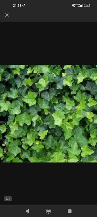 Bluszcz hedera, sadzonki