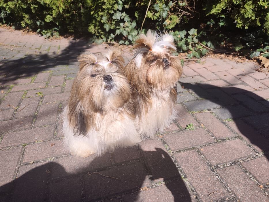Shih Tzu 7 lat, Chłopiec i dziewczynka