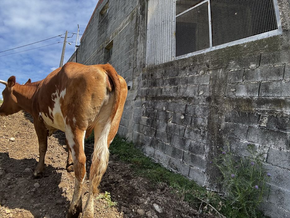Vendo lote 5 vacas