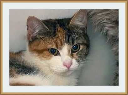 Евакуйована з війни кішечка Періс, кішка 10 міс