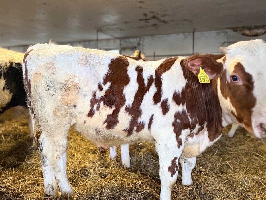 Byczki odsadki mieszańce hf