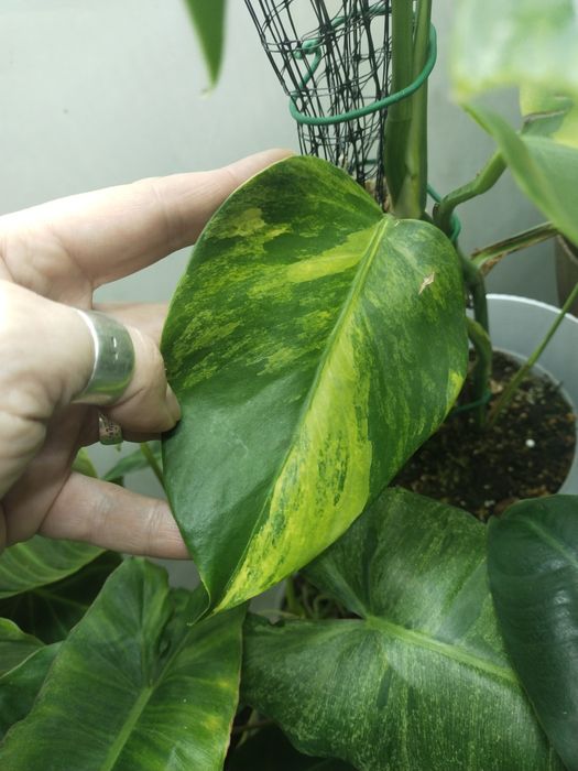 Монстера єлоу жовта