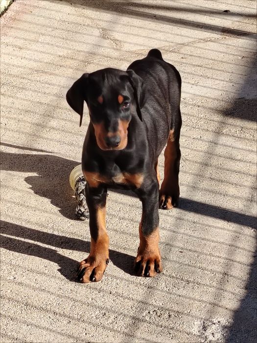 Dobermann macho top