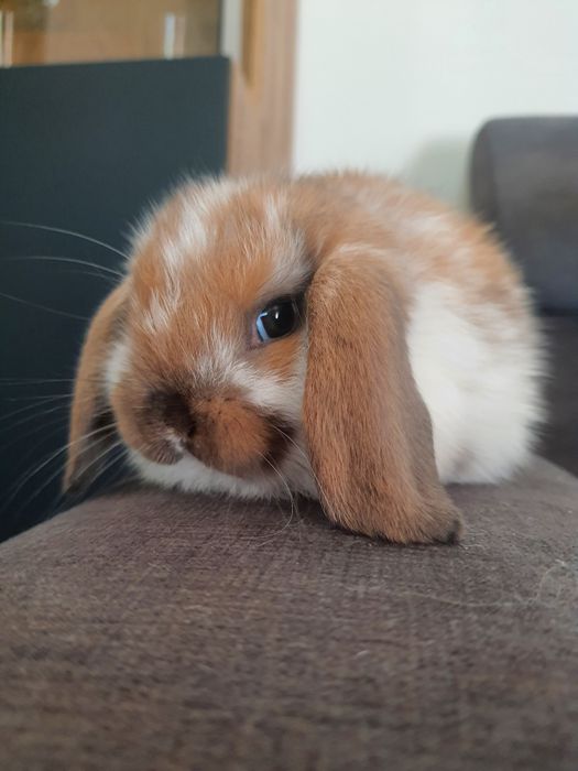 Króliki baranek miniaturka karzełek mini lop. Cena CAŁKOWITA.