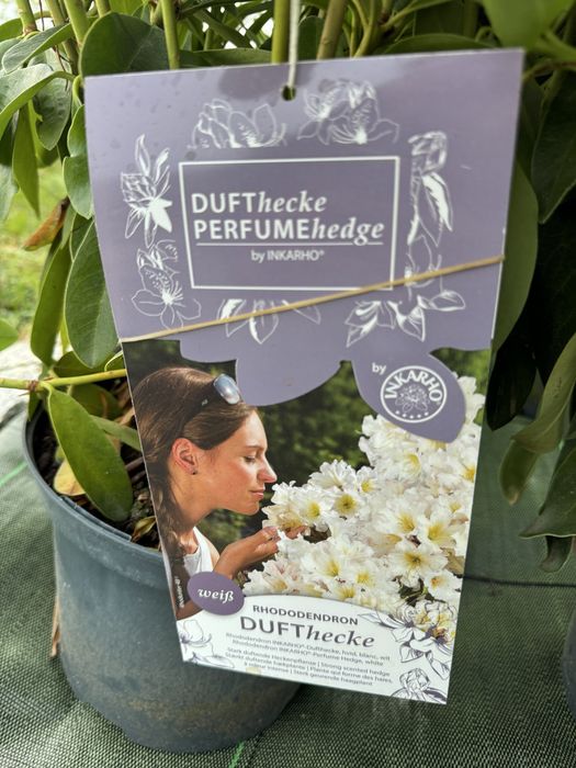 Rhododendron rozanecznik azalia