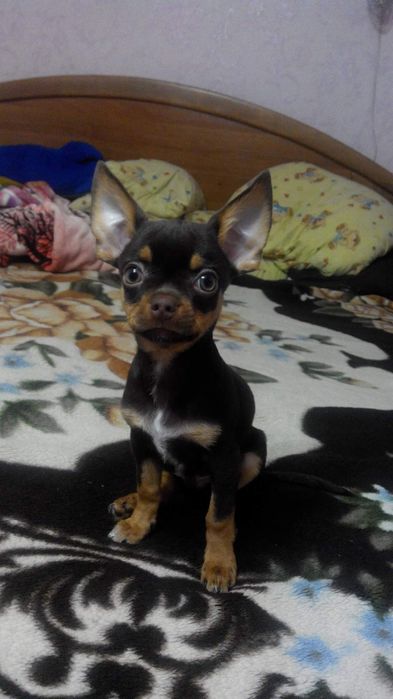 Ищем девушку для вязки