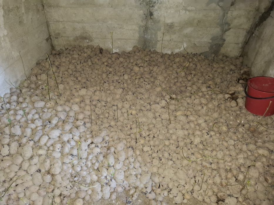 Sprzedam ziemniaki na jedzenie