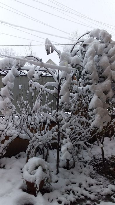 Зимова мелодія Карпат