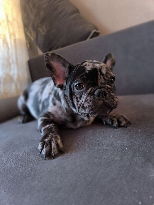 Міні французький бульдог