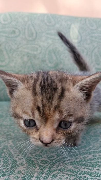 Віддам кошеня в добрі руки