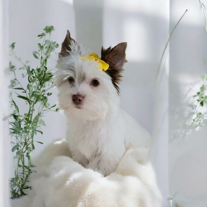 Yorkshire terrier Biro, cudowny śnieżnobiało czekoladowy Opal