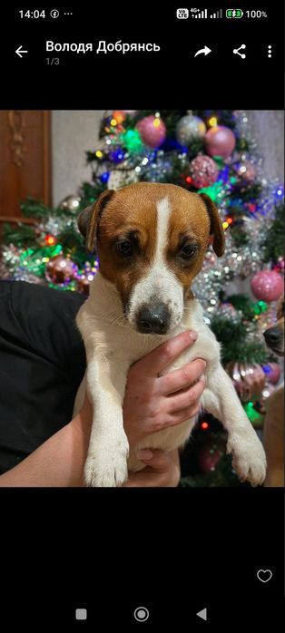 Джек-Расел тер'єр дівчата