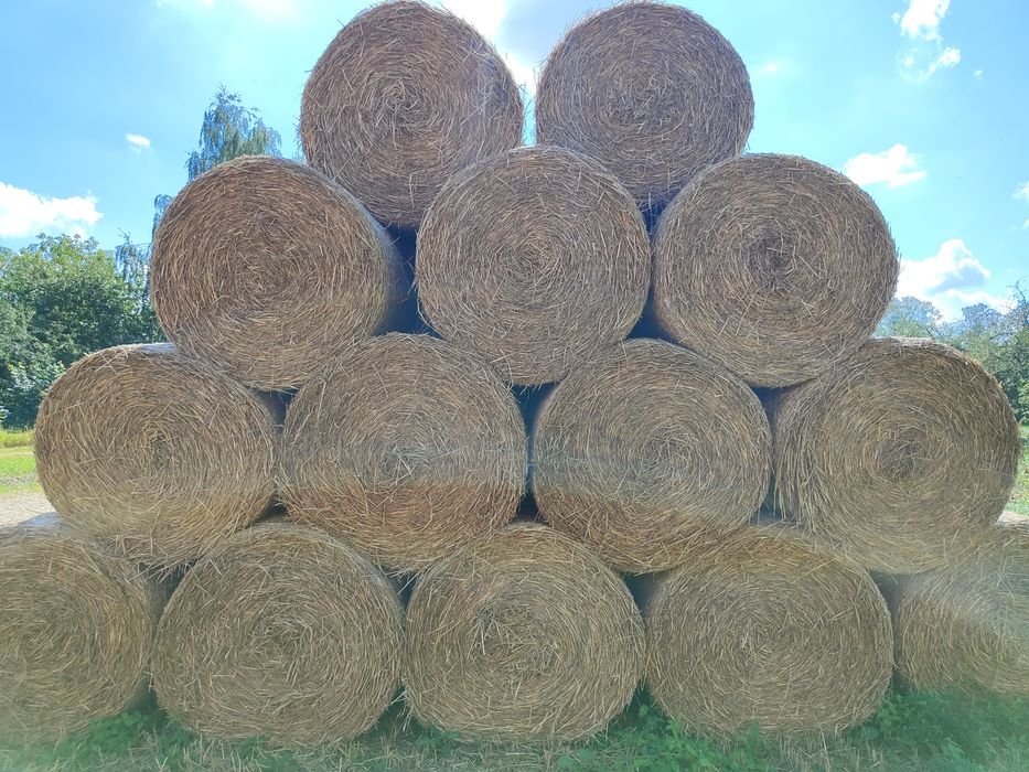 Słoma w belach 130x120 sucha, z transportem