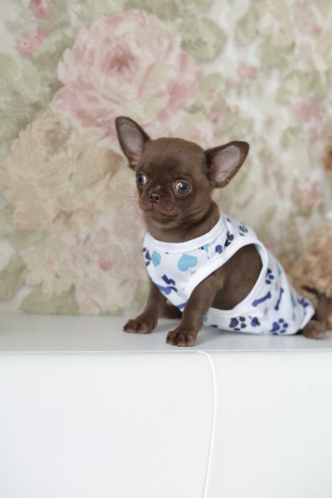 Chihuahua FCI chłopak