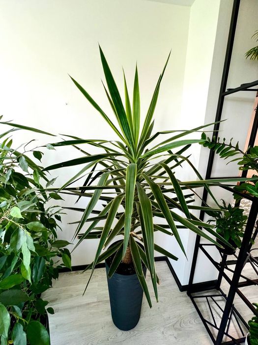 Квіти у горщіках