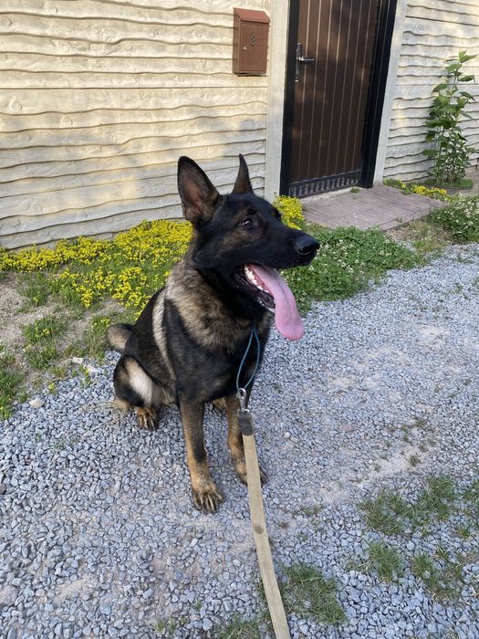 Зонарна німецька овчарка (вʼязка) ККУ, вже розвязаний