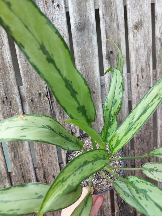 Aglaonema cutlass piękna duża sadzonka