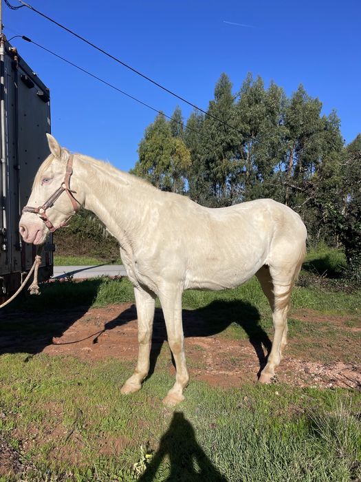 Égua isabel muito bem engatada