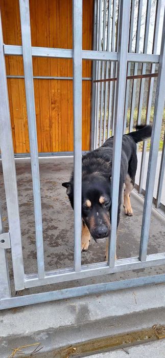 Idzie wiosna! Daj im nowe życie! Psiaki szukają domów stałych/tymczasu